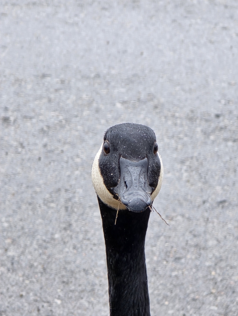 Meet your Posher, Dylan
